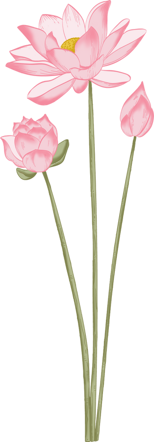 Colored Detailed Vintage Lotus Flowers